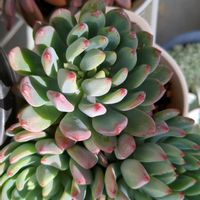 花うららの画像