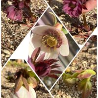 クリスマスローズ,パンジー,花のある暮らし,もう直ぐだよ,小さな庭の画像