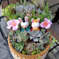 ストック,ミニバラ,雛寄せの画像