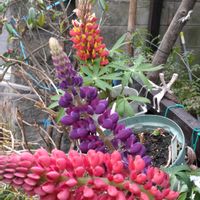 ルピナス,鉢植え,ガーデニング,散策,健康第一の画像