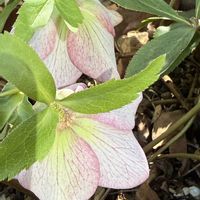 ローズマリー,鉢植え,iPhone撮影の画像