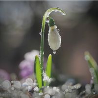 スノードロップ,白鳥,ガーデニング,スプリングエフェメラルの画像