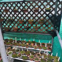 サツキ,山野草,自宅園芸,地道投稿,遮光網の中の画像