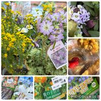 アルストロメリア,雲南サクラソウ,ボンバスティック,宝塚小町,買物メモの画像