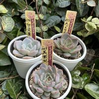 多肉植物,多肉大好き,多肉中毒,多肉のある暮らし,多肉女子の画像