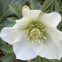 クリスマスローズ,成長記録,つぼみ,白い花,花のある暮らしの画像