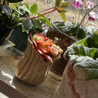 セダム,ルエラ,エルダーフラワー(西洋ニワトコ),手作り鉢／H,エルダーフラワー/Hの画像