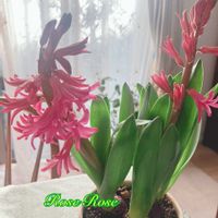 ヒアシンス,きれい,可愛い,ピンク,嬉しい♡の画像