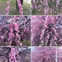 菜の花,蝋梅,枝垂れ梅,白梅,河津桜の画像