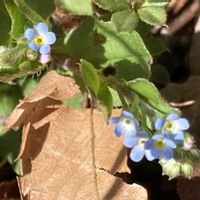 キュウリグサ,散歩,ムラサキ科,野草の画像