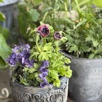 アネモネ,ネメシア,八重咲き　アネモネ,アネモネ・ポルト,ネメシアエッセンシャル　ブラックベリーの画像