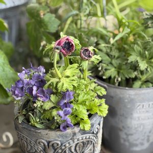 アネモネ,ネメシア,八重咲き　アネモネ,アネモネ・ポルト,ネメシアエッセンシャル　ブラックベリーの画像