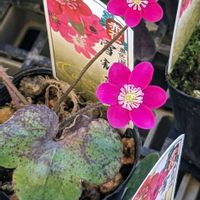 ホタルブクロ,雪割草,綺麗の画像