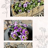 パンジー・ビオラ,ガーデニング,パンビオ,ビオラ・パンジー祭り♪,小さな庭の画像