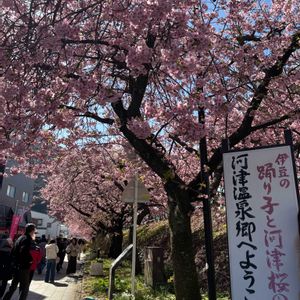 菜の花,菜の花,河津桜,梅（うめ）,梅（うめ）の画像