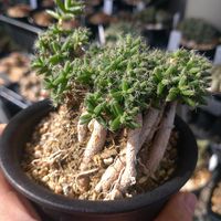 ビザール プランツ,多肉植物,ビザールプランツ, トリコディアデマ属,東向きベランダの画像