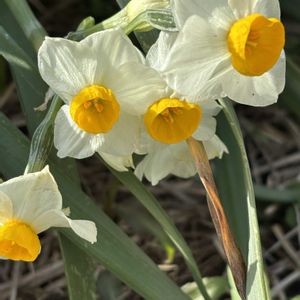 水仙,うめ,ビューティーライラック,畑の画像