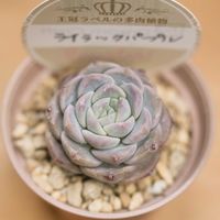 エケベリア,多肉植物,エケベリア属,ベランダ多肉の画像