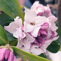 ジンチョウゲ,ユキヤナギ,雲南月光花,ギョリュウバイ,庭の画像