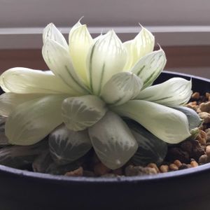 ハオルチア・マリン,多肉植物,ハオルチア属,窓辺の画像