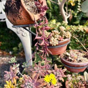 ルビーネックレス,寄せ植え,多肉植物,セネキオ属,ポイポイ鉢の画像