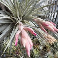 チランジア,エアプランツの画像