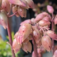 カランコエ,美しいの画像