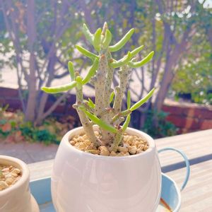 アルブカ ナマクエンシス,チレコドン ブックホルジアヌス,オーニソガラム トルツオスム,エリオスペルマム・チタノプソイデス,冬型塊根の画像