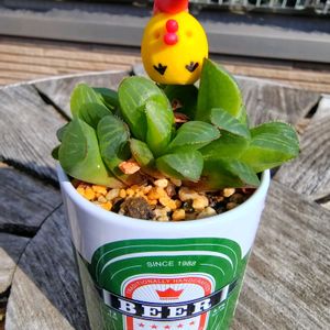 多肉植物,神奈川タニラー,チキン倶楽部,ぼん・ハオルチア属,ﾋﾟｰﾀﾝの画像
