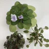 セントポーリア,セントポーリア,ミニセントポーリア,ミニセントポーリア,ミニセントポーリア　セトコの画像