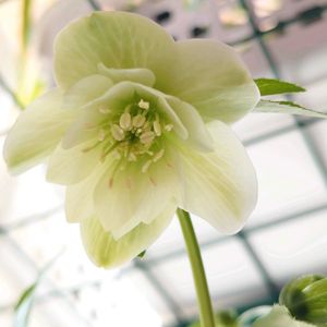 クリスマスローズ,花のある暮らし,水族館,多肉のある暮らし,植物のある暮らしの画像