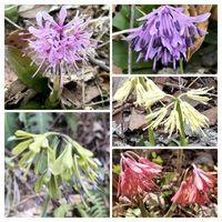 カタクリ,ショウジョウバカマ,ショウジョウバカマ,猩猩袴,ショウジョウバカマの不定芽の画像