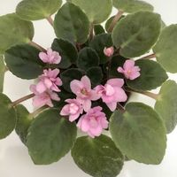 セントポーリア,セントポーリア,ミニセントポーリア,ミニセントポーリア,ミニセントポーリア　セトコの画像