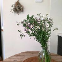 リナリア,エスコルチア,たねダンゴ,GREEN FINGERS,グリーンスナップマルシェの画像