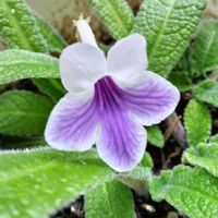 ストレプトカーパス,パインゼラニウム,室内,花のある暮らし♡,風除室の画像