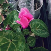シクラメン,元気もらえる,小さな幸せ♡,ピンク❤︎ピンク,リビング・ダイニングの画像