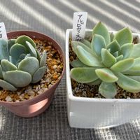 エケベリア,ルンヨニー,アルビカンス,多肉植物,100均の画像