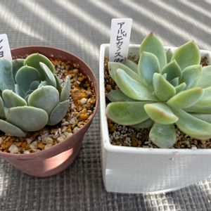 エケベリア,ルンヨニー,アルビカンス,多肉植物,100均の画像
