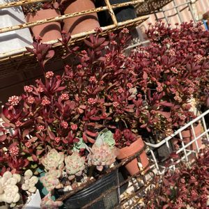 紅稚児,多肉植物,かわいい,多肉寄せ植え,多肉女子の画像