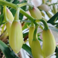 シンビジウム,洋ラン,つぼみ,緑のある暮らし,綺麗なミドリの画像