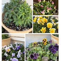 パンジー,ビオラ,金魚草,種から,種から育てたの画像