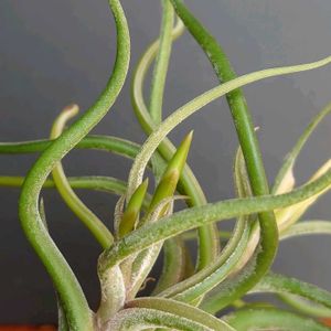 カプトメデューサ,ブルボーサ,アンドレアナ,かわいい♡,GSのみなさんに感謝♡の画像