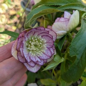 クリスマスローズ,畑の画像