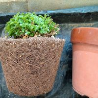 キク,マム,ガーデンマム,ミスティック ガーデンマム,キク科の画像