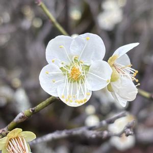 ウメ,ウメ,梅(うめ),初心者,可愛いの画像