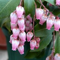 アセビ,馬酔木(アセビ）,ピンク色,おちょぼ口の画像
