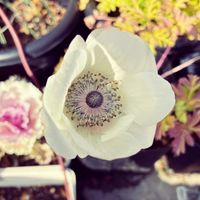 アネモネの画像