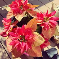 ポインセチアの画像
