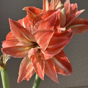 アネモネ,アネモネ,アマリリス,八重咲きアマリリス,椿 つばきの画像