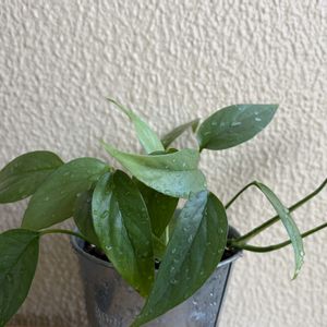 エピプレナム　ピナツム　セブブルー,ハイドロカルチャー,育成記録,PR,エピプレナム属の画像